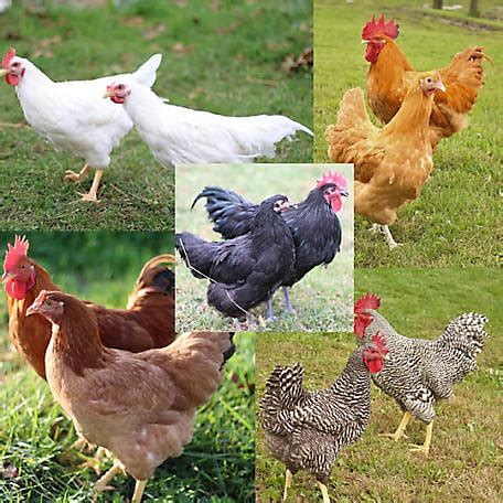 tractor supply chickens breeds